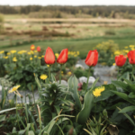 Orange red tulips surrounded by yellow flowers with a large field in the background