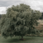 Distant photo of a couple standing in a field beneath a large willow tree