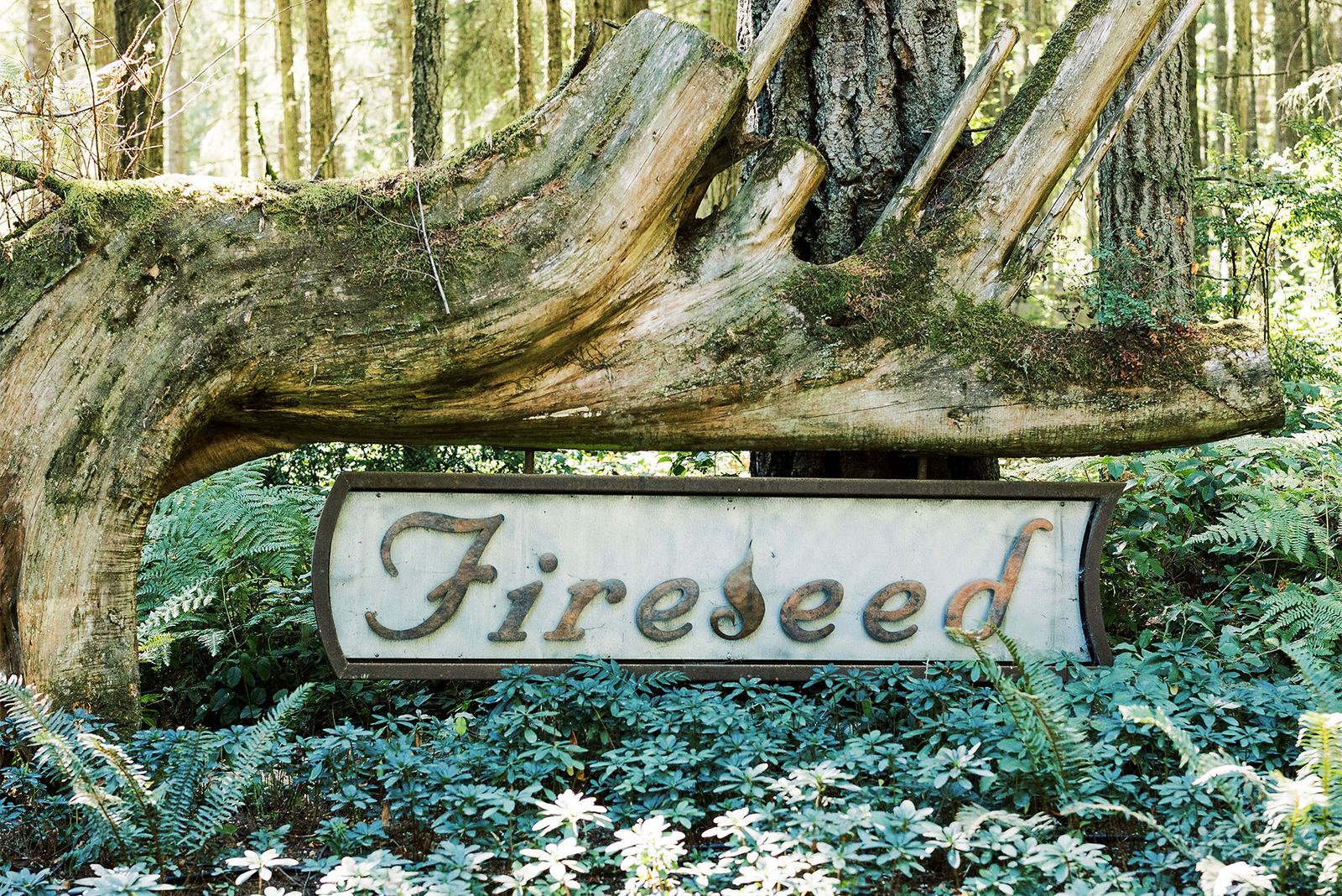 Welcome to Fireseed
